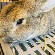 うさこうの画像