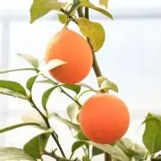 naoの画像