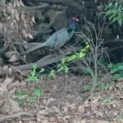 きれいなおばちゃん