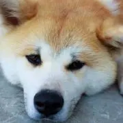 すはぱの画像