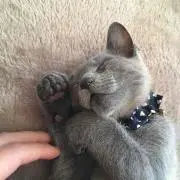 にゃん