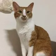 みこりん