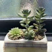 ごましお