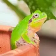 ケロロの画像
