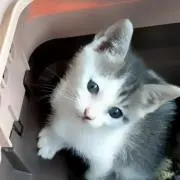 ごまの画像