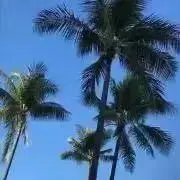 たきの画像