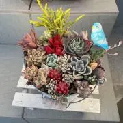 セナの画像