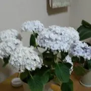 メーテルの画像