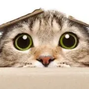 ポンちょの画像