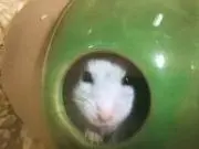 あいちゃんの画像
