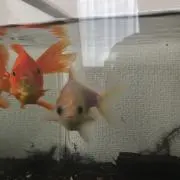 イングリッシュゴールデン・ゆず