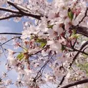 Sakuraの画像