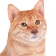 れれれ