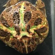 ナベナベ