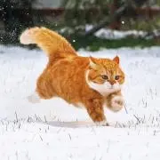Cocoの画像