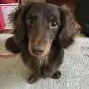 ちこ