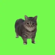 zazaza