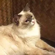 palXpsの画像