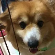 Cocoroの画像