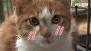 茶猫。の画像