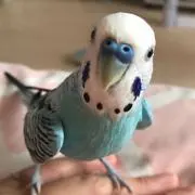 もこ