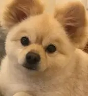 みるふわの画像