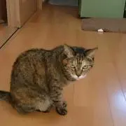 Image of みっちー