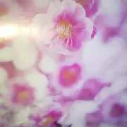 mizuの画像
