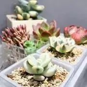 あやの画像