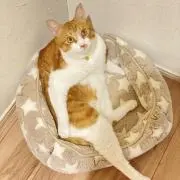 いえねこの画像