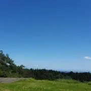 ポムの画像