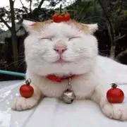 コロちゃん☻の画像