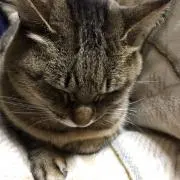 シーヴァ