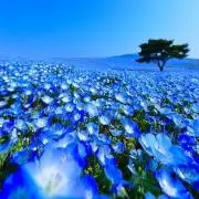 しのの画像