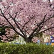 shoptranhsohoajpの画像