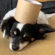 抹茶の画像
