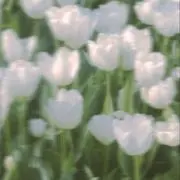 天ぷら☪︎*。꙳プロフ必読の画像