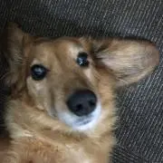 ココアの画像