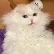 ぴいの画像