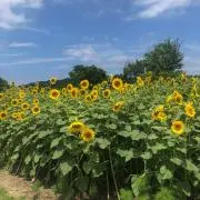 はづの画像