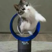 かわすこちゃびん
