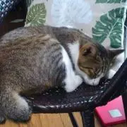 ふ～たろう