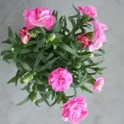 miekoの画像