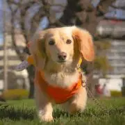 モコちゃんパパ