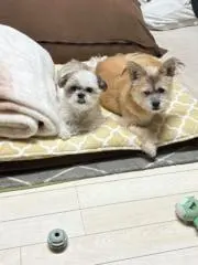 キナ吉