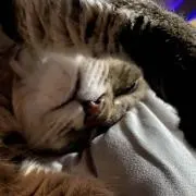 ただの猫好きの画像