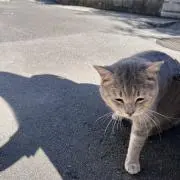 ノエル