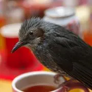 ケミちゃん