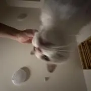 MYyの画像