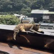 ら (プロフィール閲覧推奨)の画像